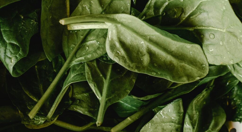 Freshly washed spinach leaves with water droplets in a white colander.