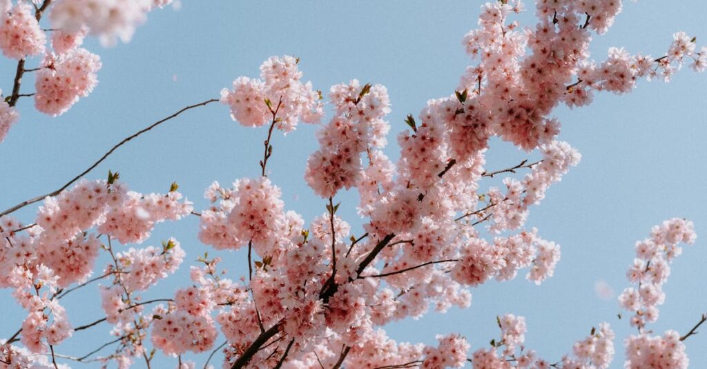 Pink cherry blossoms in full bloom set against a clear blue spring sky.