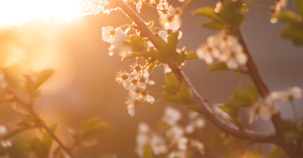 Beautiful cherry blossoms glowing in the warm light of a spring sunset, evoking serenity and renewal.