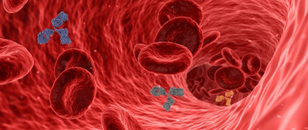 virus, pathogen, antibody, antibodies, immune system, red blood cells, blood vessel, artery, vein, capillary, inflammation, disease, immunity, infection, health, medical, 3d, human body, circulation, antibody, antibody, antibody, antibodies, antibodies, immune system, immune system, immune system, immune system, blood vessel, blood vessel, blood vessel, blood vessel, artery, inflammation, inflammation, inflammation, inflammation, inflammation, immunity, human body, human body, circulation