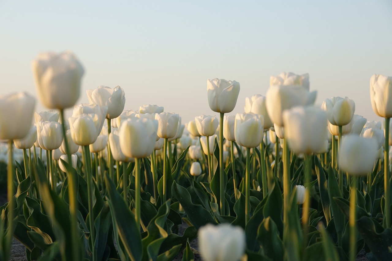 tulips, tulip field, netherlands, flower wallpaper, white, flowers, tulip bulbs, beautiful flowers, nature, flower background, bloom, flevoland