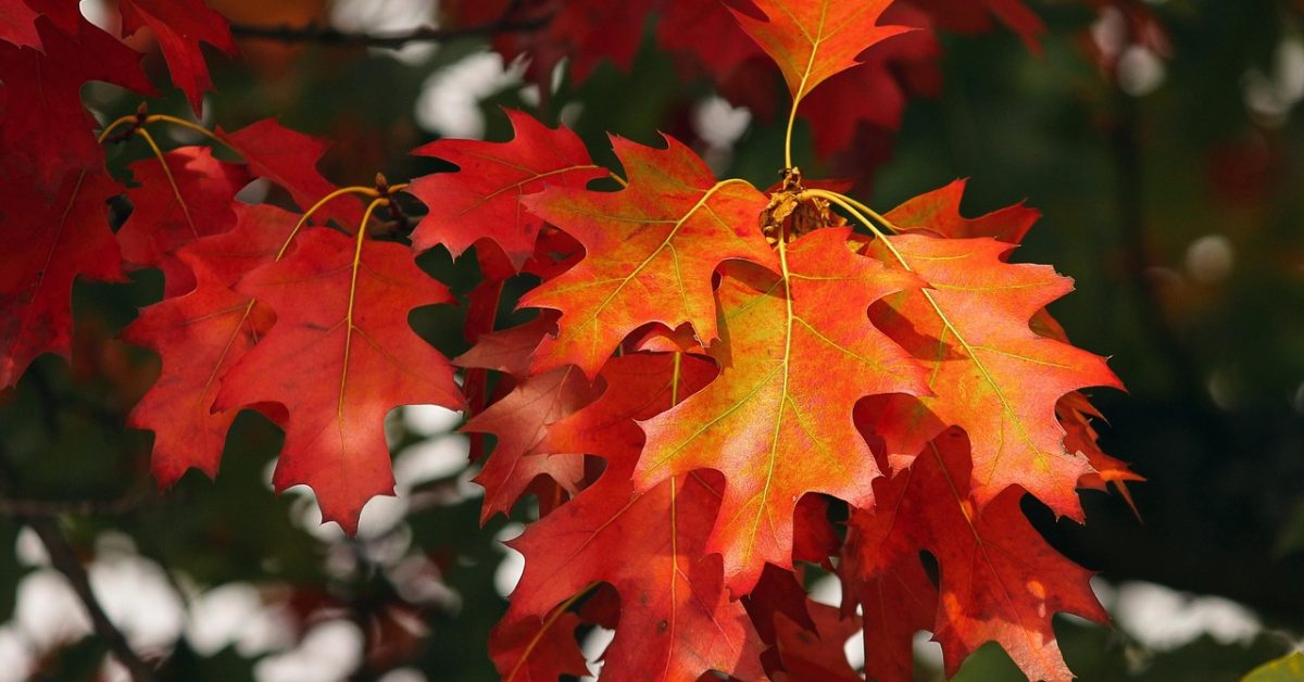 orange, leaves, autumn, forest, fall color, nature, fall leaves, fall, october, autumn, fall leaves, fall leaves, fall, fall, fall, october, october, october, october, october