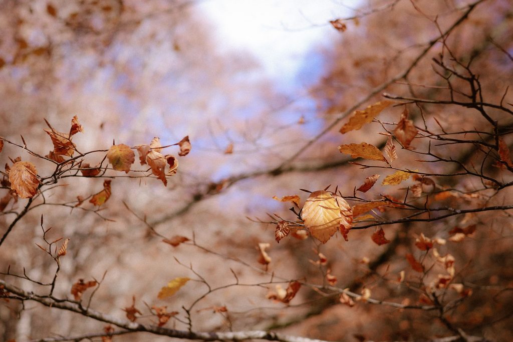Brown leaves falling from branches in a peaceful autumn forest.